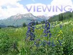 Avery Peak Flower View Crested Butte